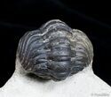 Moroccan Reedops Trilobite - Inches #2777-4